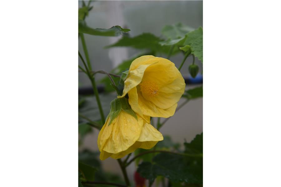 Abutilon Golden Queen